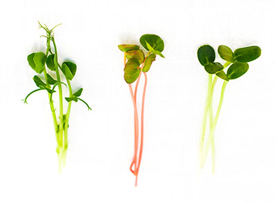 Organic Sunflower, Snowpea and Buckwheat greens Care and use instructions