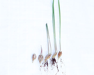 Organic Wheatgrass Care Instructions: Home Growing Instructions