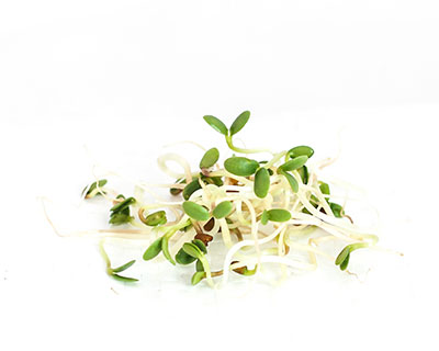 Organic Red Clover Seed - How to Grow Clover Sprouts
