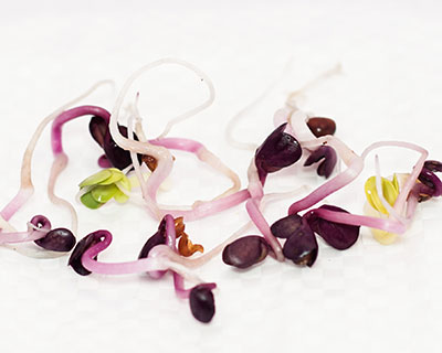 Organic Sango Radish Seed - How to Grow Sango Radish Sprouts