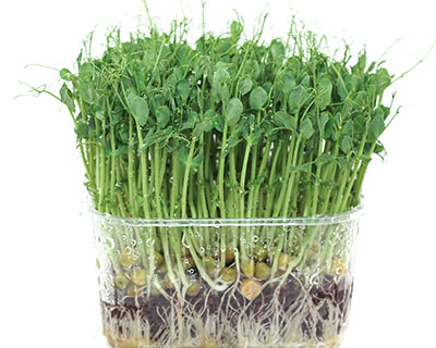 Organic Snow Pea Seed – How to grow Snow Pea shoots